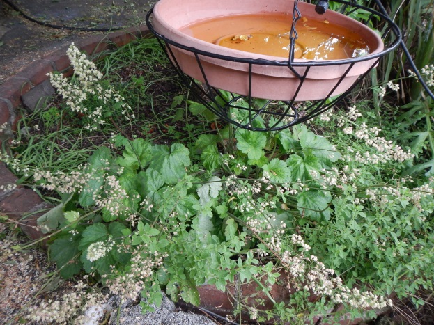 Alumroots (Heuchera)