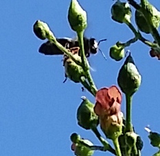 Bee plant (Scrophularia californica)