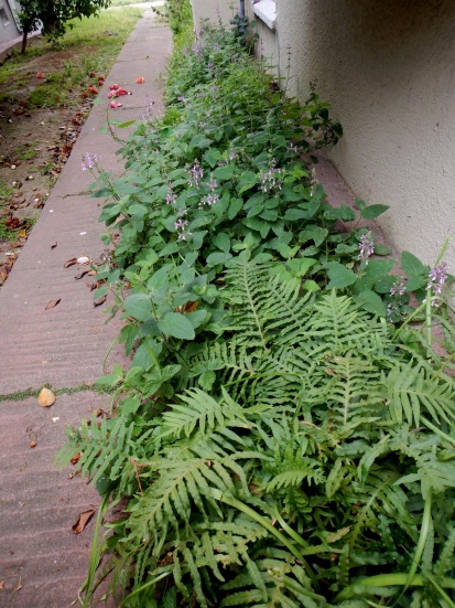 Nested polypody (Polypodium calirhiza)