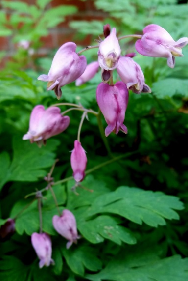 Pacific bleeding heart (Dicentra formosa)