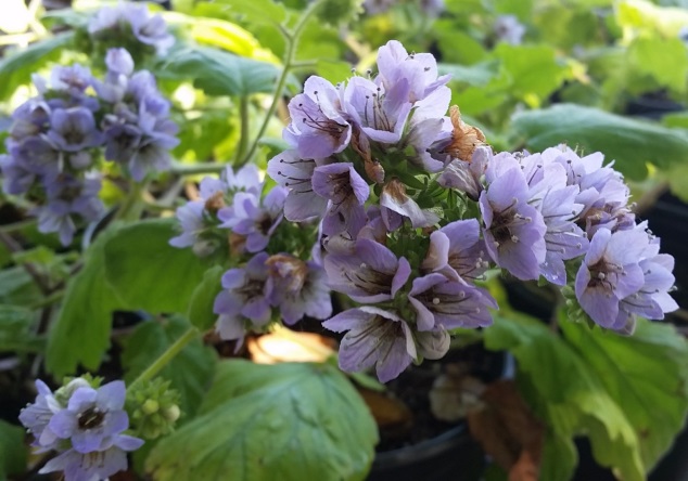 Bolander’s phacelia (Phacelia bolanderi)