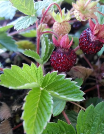 Wood strawberry (Fragaria vesca)