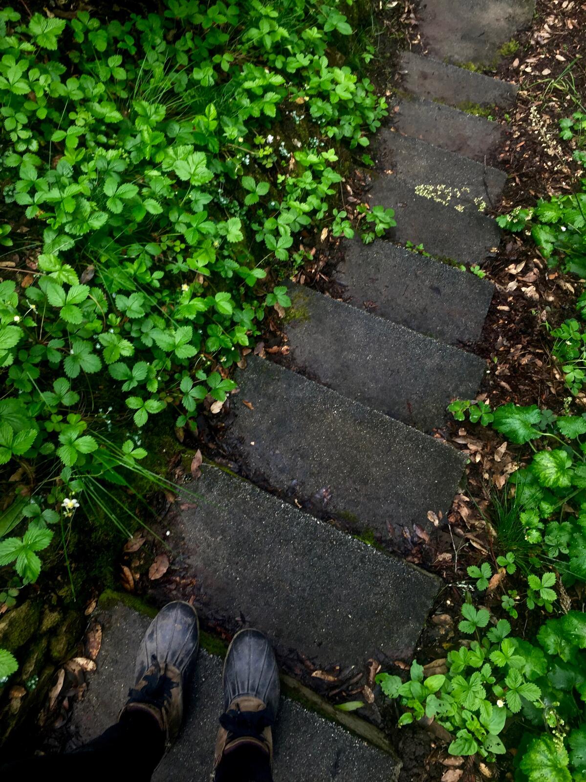 Woodland strawberries (Fragaria vesca) and mosses in shade garden