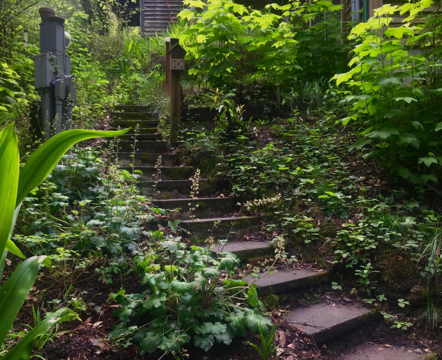 Woodland strawberries (Fragaria vesca), red fescue (Festuca rubra), thimbleberry (Rubus parviflorus), and redwood sorrel planted along entry steps