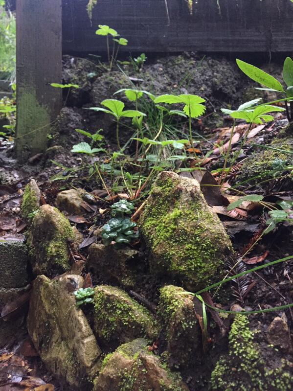 Woodland strawberries (Fragaria vesca) and stonecrop in a mini rock garden