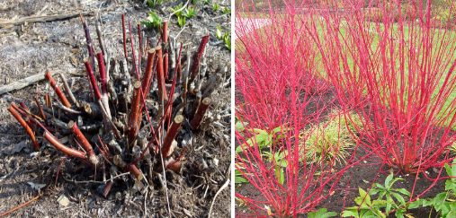 Coppiced Red Twig Dogwood (Cornus sericea)