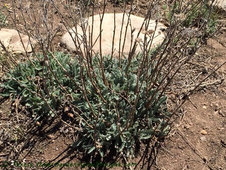 Yarrow (Achillea millefolium)