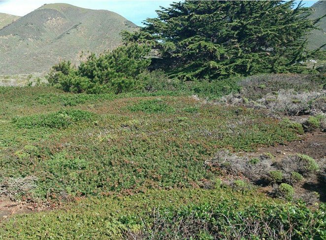 A thick covering of Arctostaphylos edmundsii (Manzanita or Bearberry) growing in the coastal scrub habitat of Little Sur