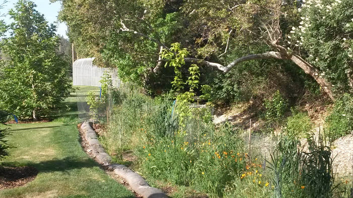 Stevens Creek restoration