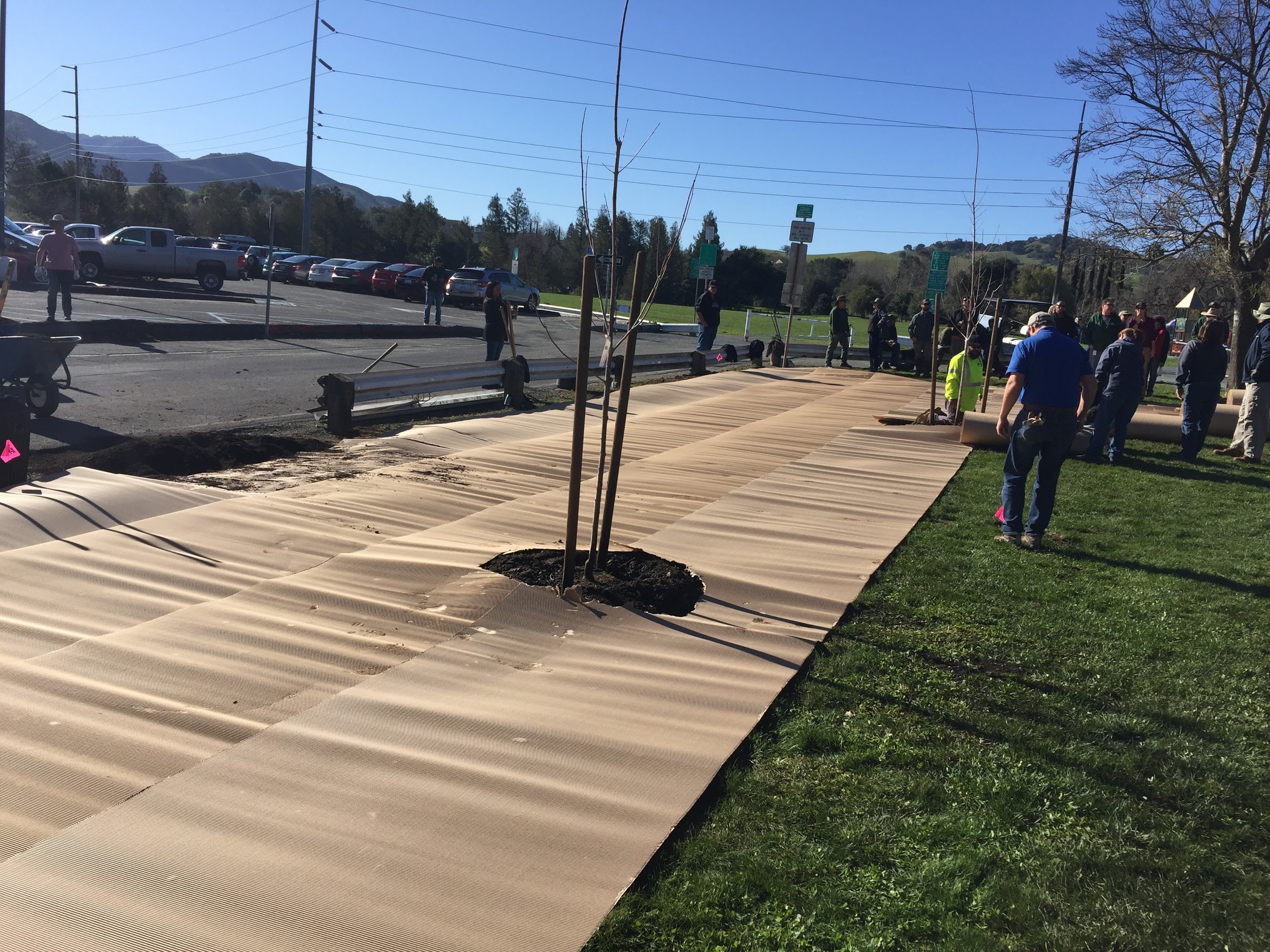 Sheet mulching, bottom cardboard layer