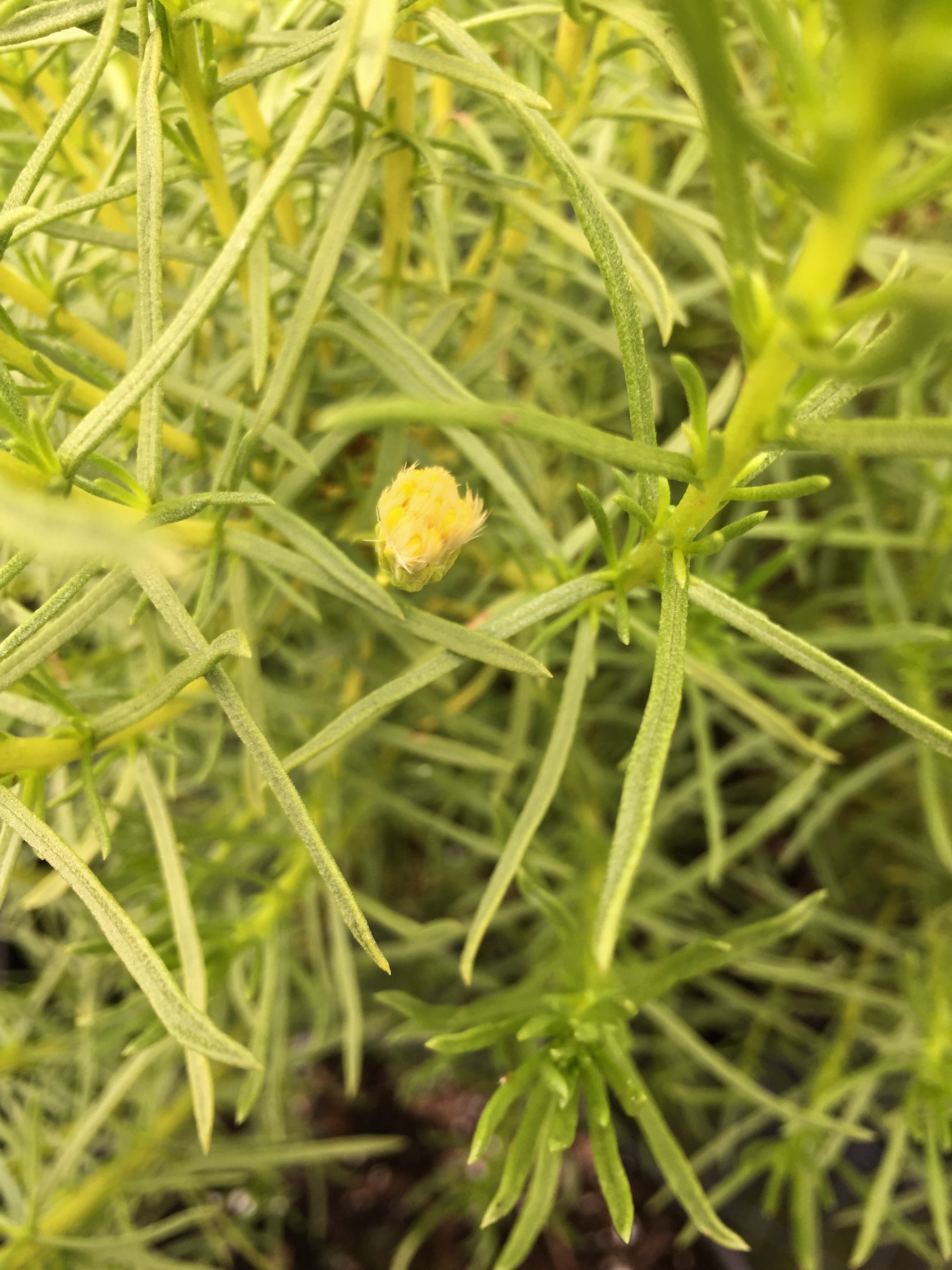 Ericameria fasciculata goldenbush rare species
