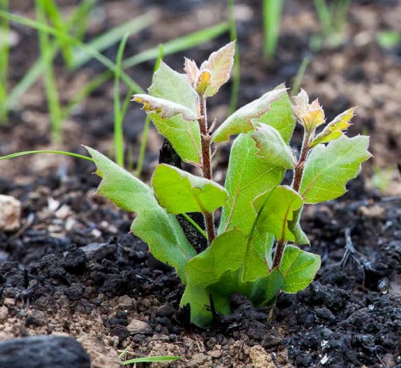 Oak seedling sprouting from the ash