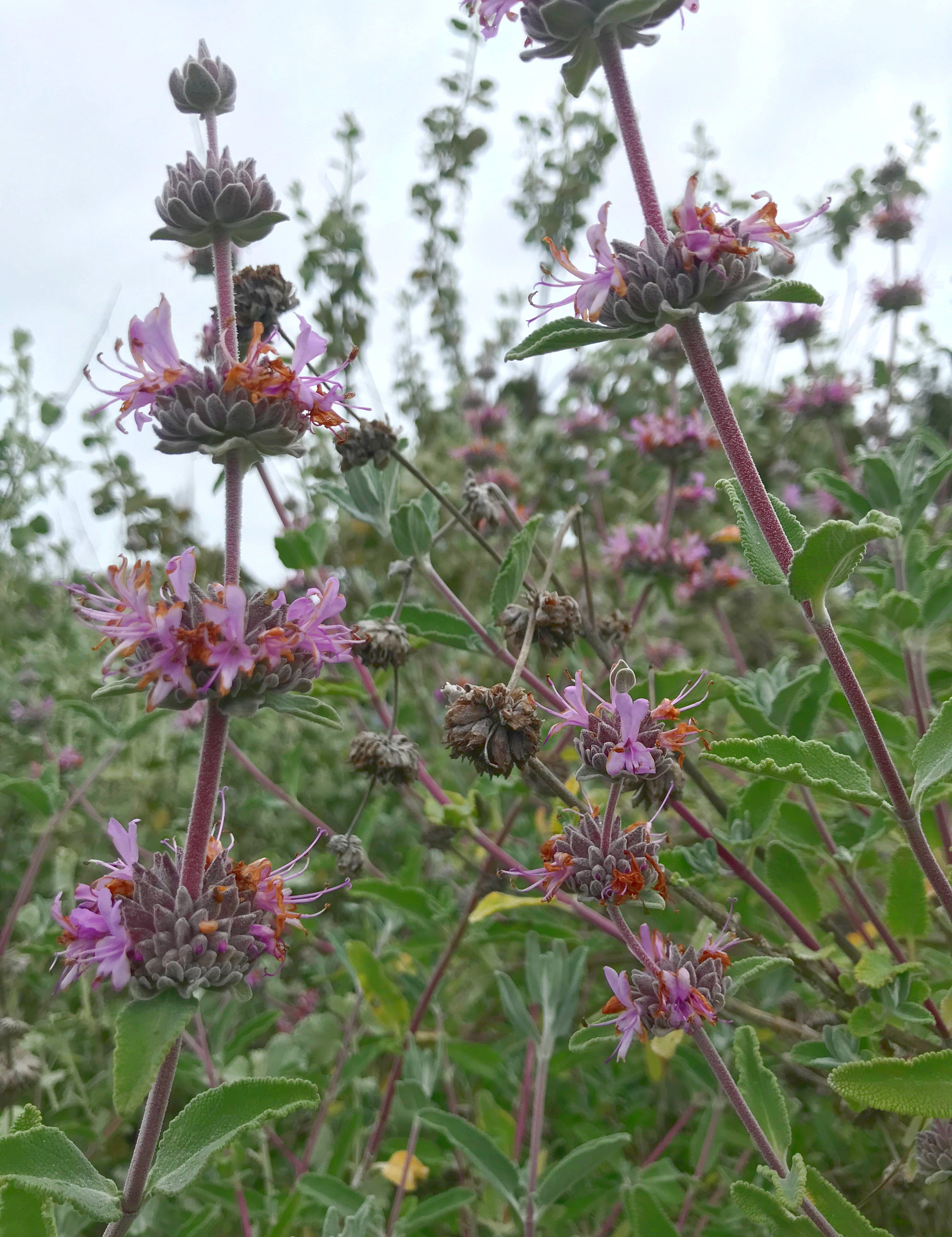 Salvia leucophylla 'Point Sal' (Point Sal spreader, low purple sage)