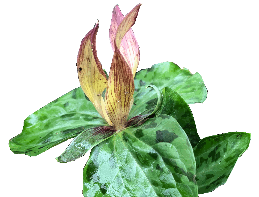 Trillium kurabayashii in bloom